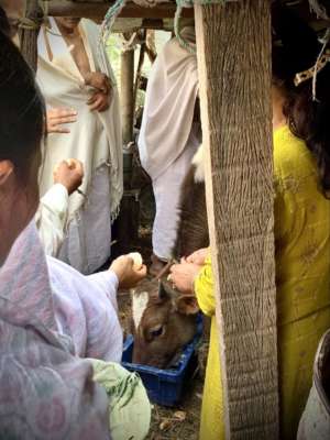 4 people stand around a cow, who is drinking or eating from a bucket